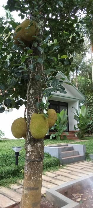 le vista resort wayanad