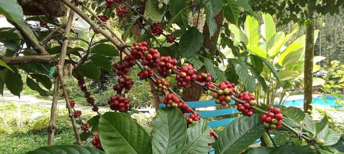 le vista resort wayanad