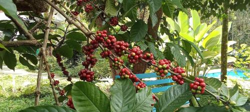 le vista resort wayanad