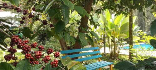 le vista resort wayanad