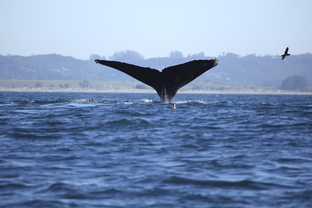 monterey