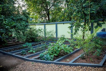 hibiscus earth cgh earth