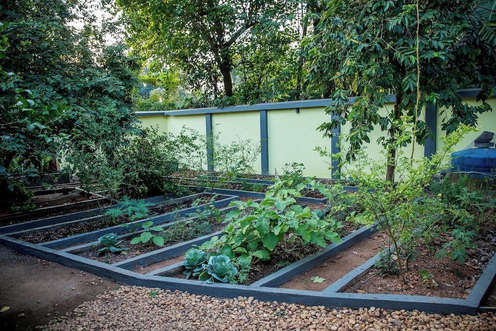 hibiscus earth cgh earth