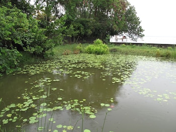 hibiscus earth cgh earth