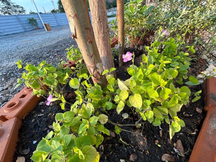 zen harmony house udonthani