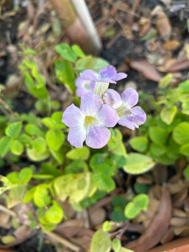 zen harmony house udonthani