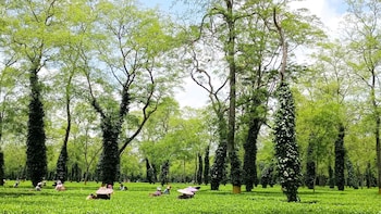 Ama Stays & Trails Diffloo, Assam,,2 star