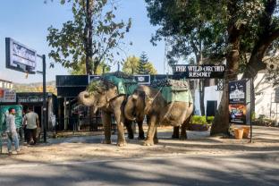 the wild orchid resort