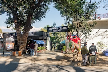 the wild orchid resort