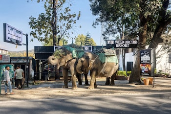 the wild orchid resort