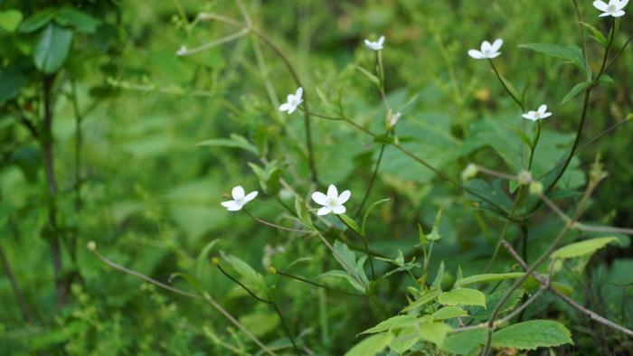 the gypsy soul resort kanatal