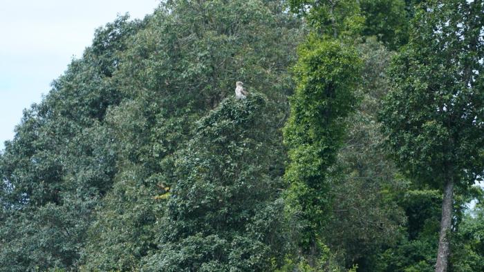 the gypsy soul resort kanatal