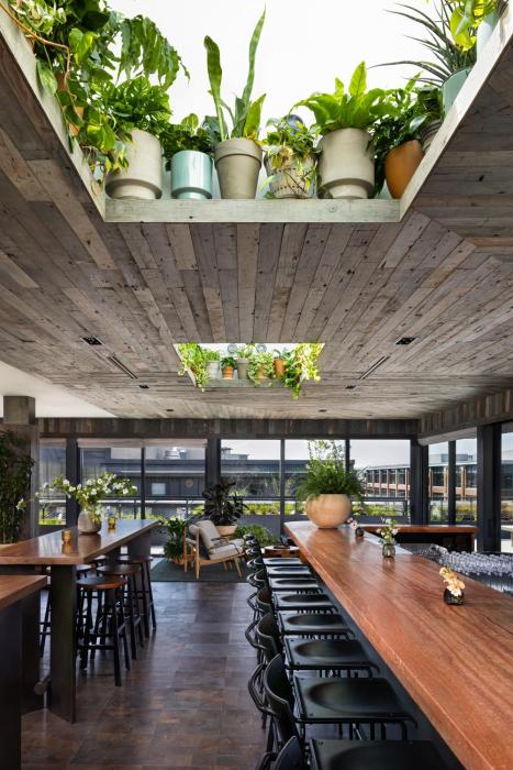 populus seattle