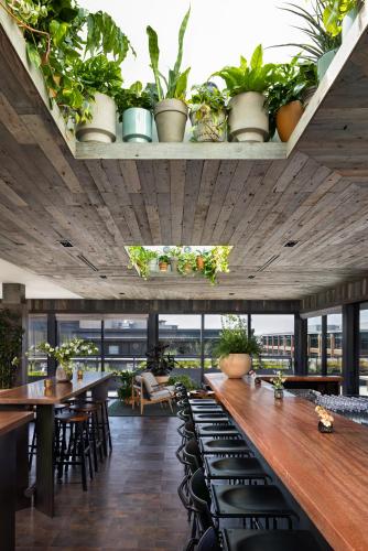 populus seattle