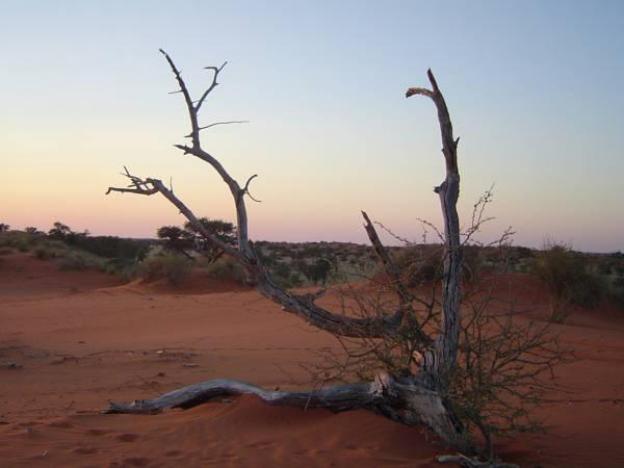 bagatelle kalahari game ranch