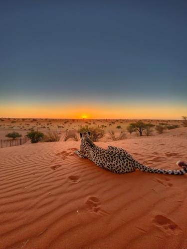 bagatelle kalahari game ranch