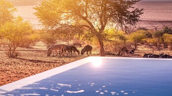 bagatelle kalahari game ranch