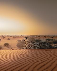 bagatelle kalahari game ranch