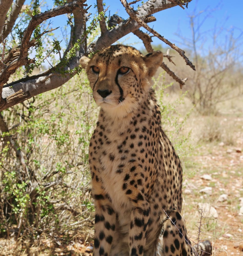 lapa lange game lodge