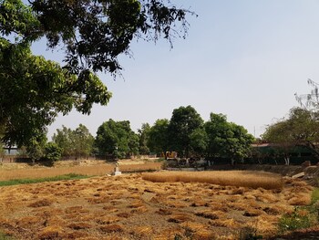 kokos farm