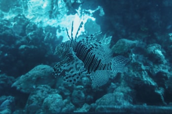 eilat