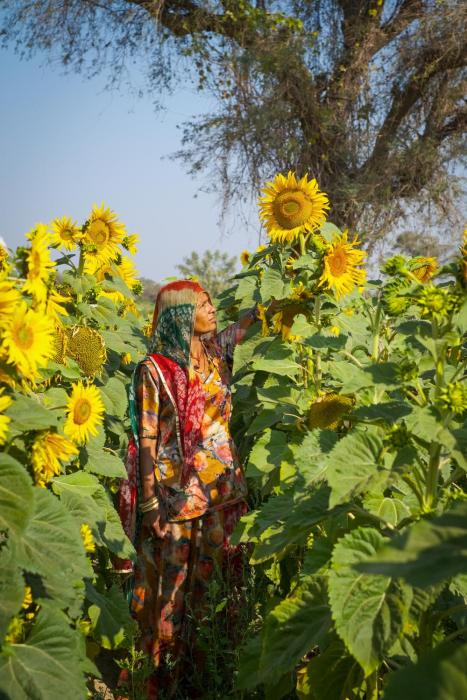 mharo khet