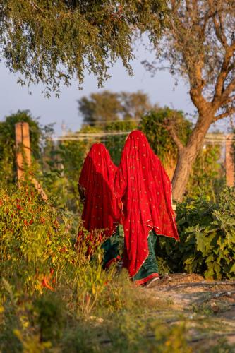 mharo khet