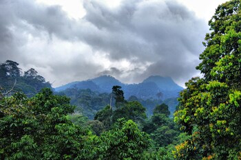 borneo tropical rainforest resort