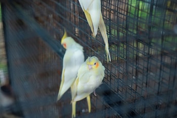 serene resort and convention