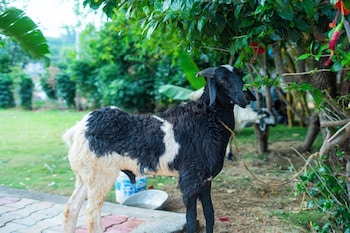 serene resort and convention