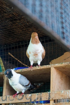 serene resort and convention