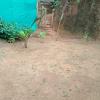 parvati gust house