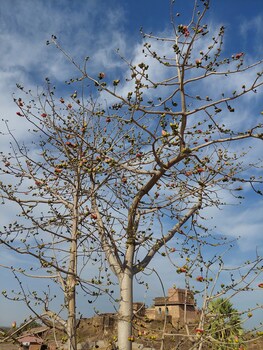 hotel shree ram bhagwan