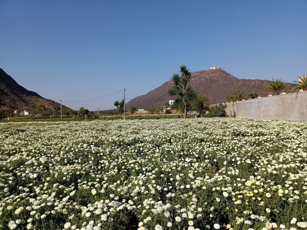 pushkar