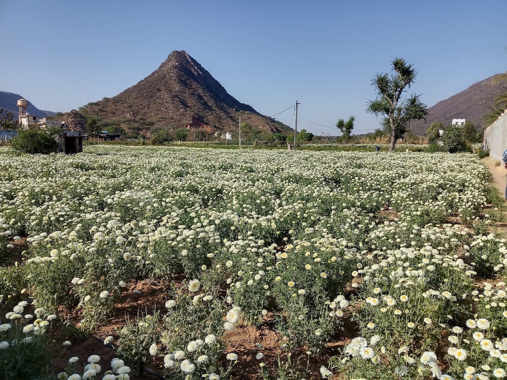 pushkar