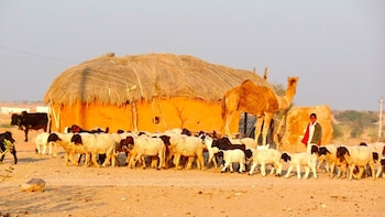 arman desert luxury camp and resort