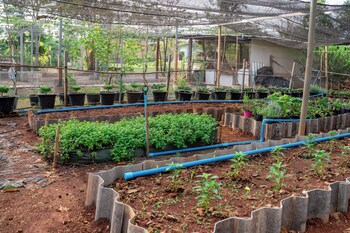 narucha farmstay