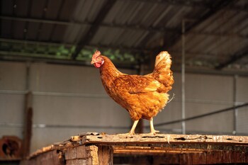 narucha farmstay