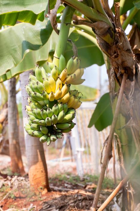 narucha farmstay