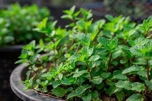 narucha farmstay
