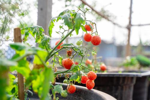 narucha farmstay