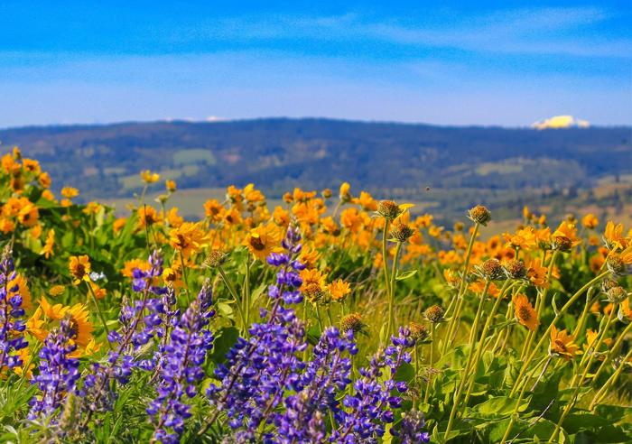 the dalles