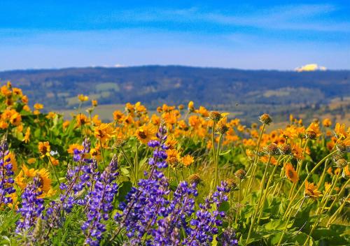 the dalles