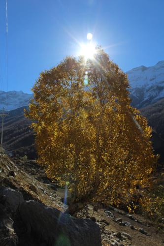 hotel chandrabhaga pangi valley