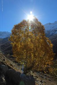 hotel chandrabhaga pangi valley