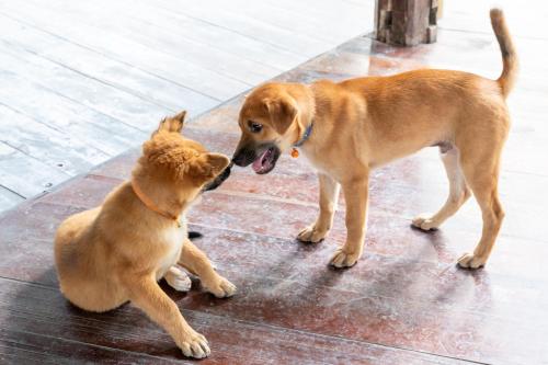 roomquest theva resort koh samui