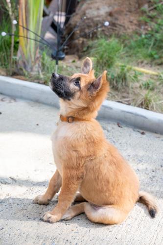 roomquest theva resort koh samui