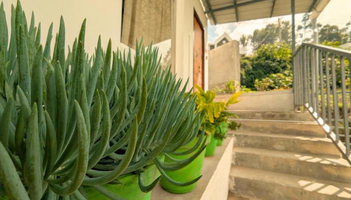 banana tree retreat