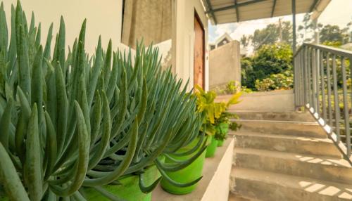 banana tree retreat