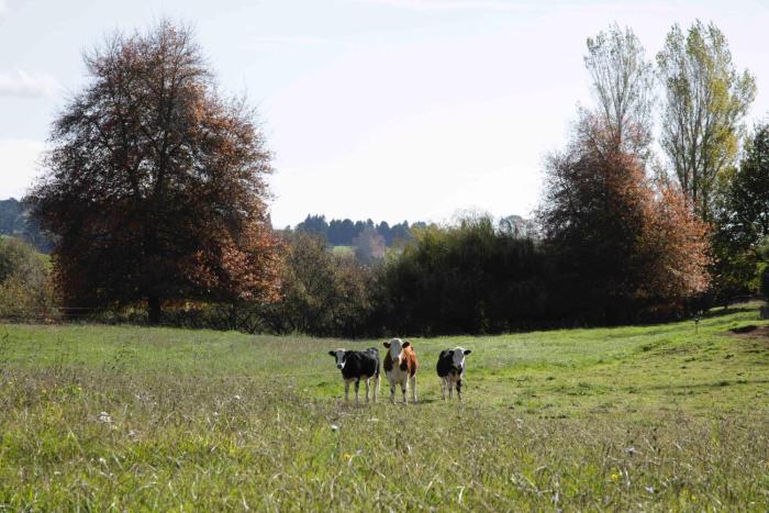 somersal bed and breakfast